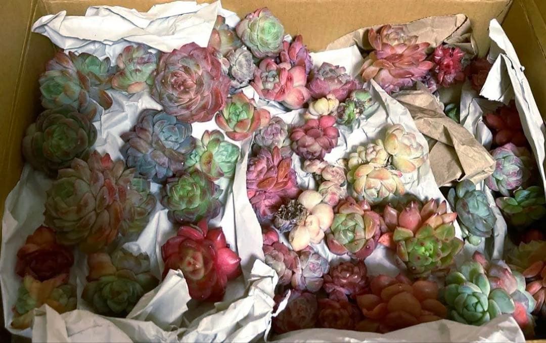 多肉植物　韓国苗　大量　200苗