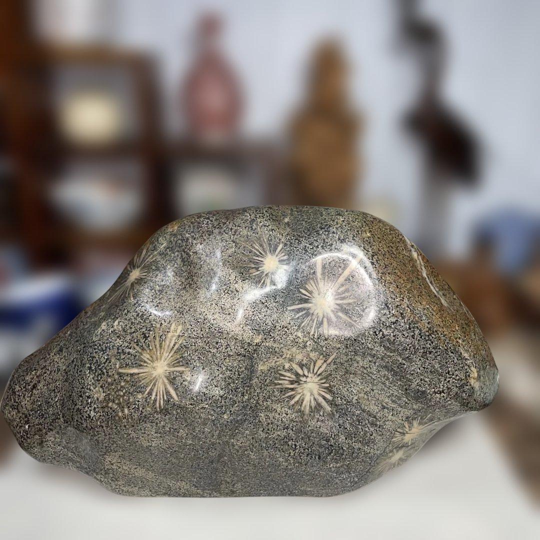 菊花石 8.6kg 鑑賞石 鉱物