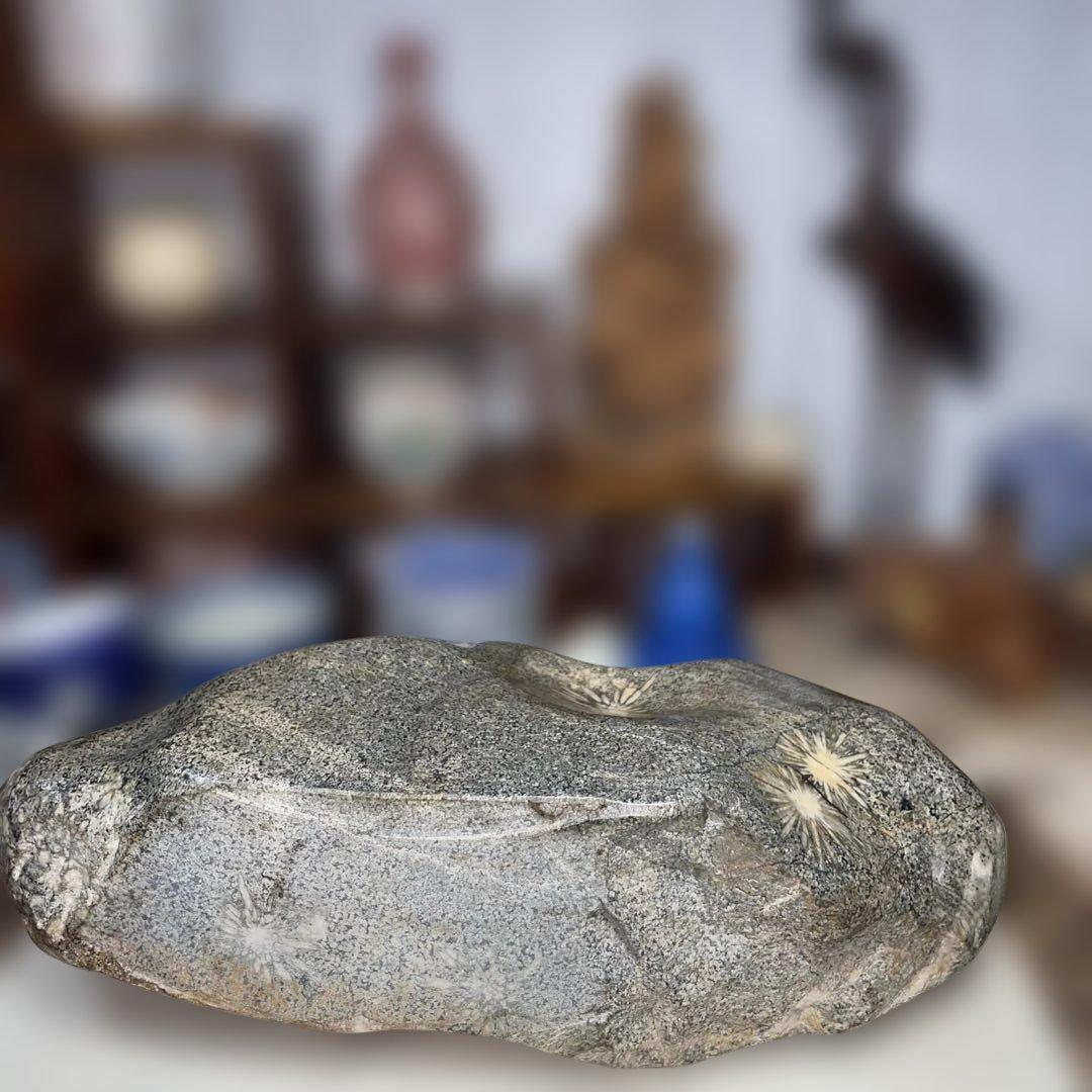 菊花石 8.6kg 鑑賞石 鉱物