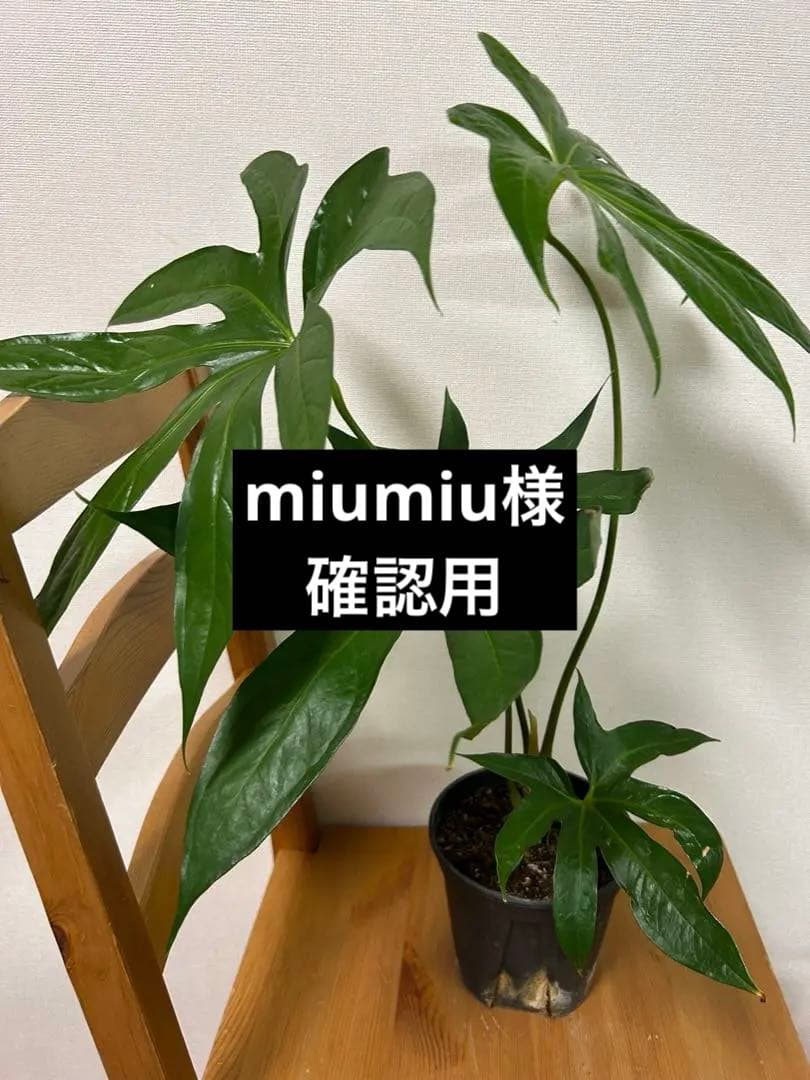 ＊miumiu様確認用＊アンスリウム　ペダトラディアツム　5号＊