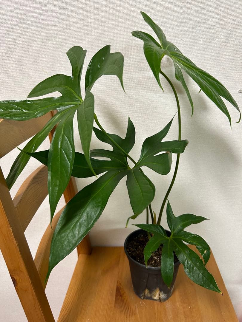 ＊miumiu様確認用＊アンスリウム　ペダトラディアツム　5号＊