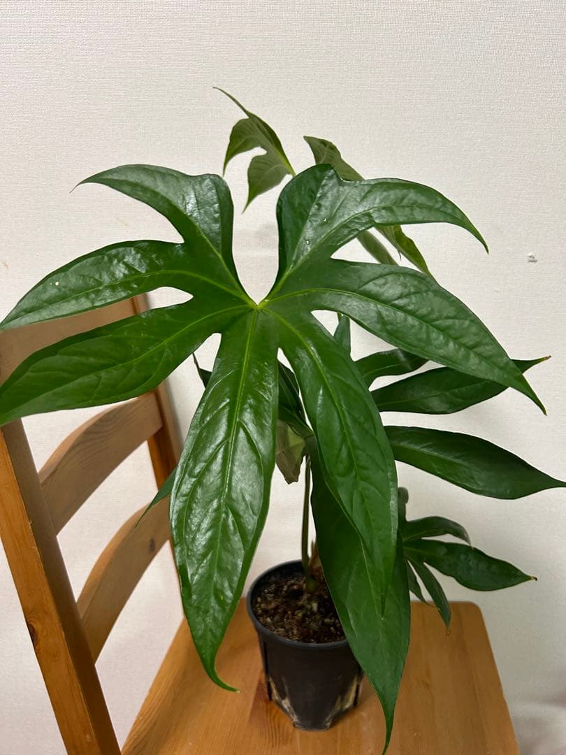 ＊miumiu様確認用＊アンスリウム　ペダトラディアツム　5号＊