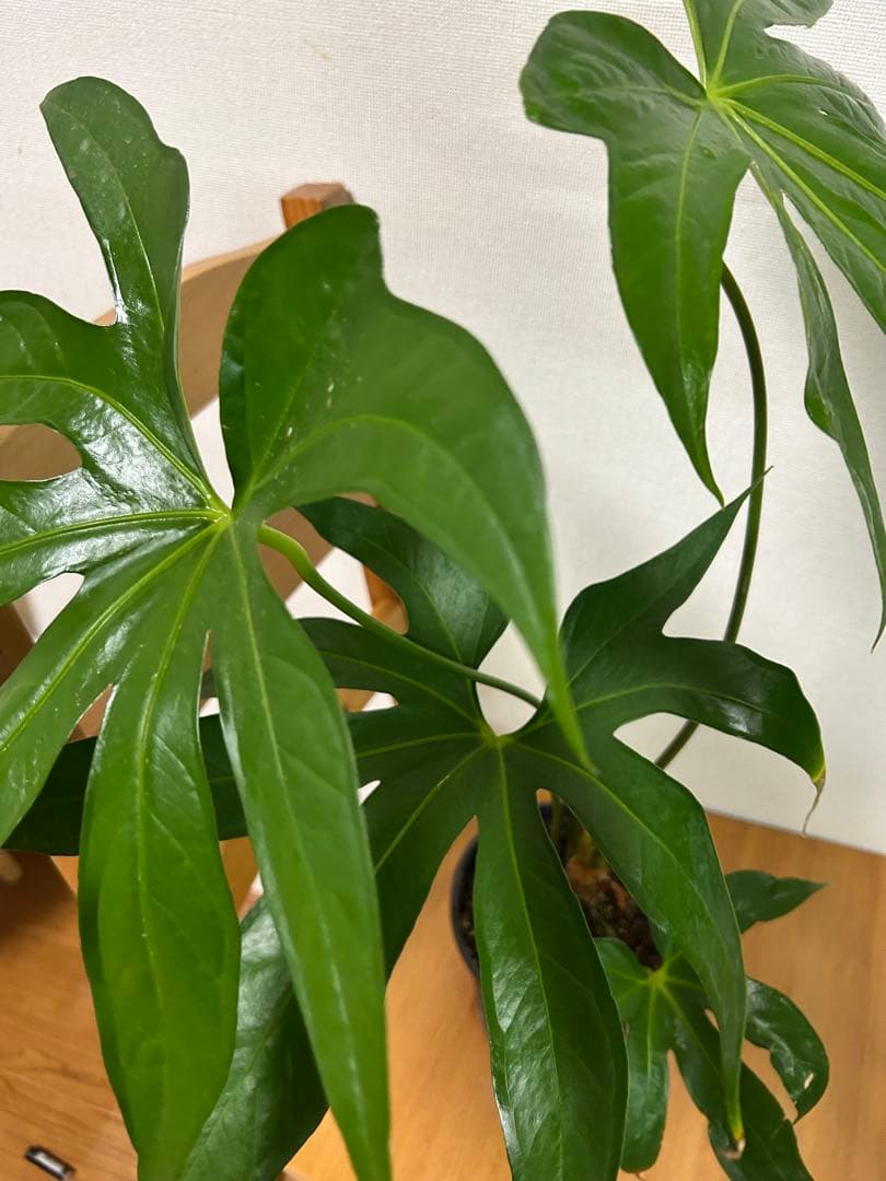 ＊miumiu様確認用＊アンスリウム　ペダトラディアツム　5号＊