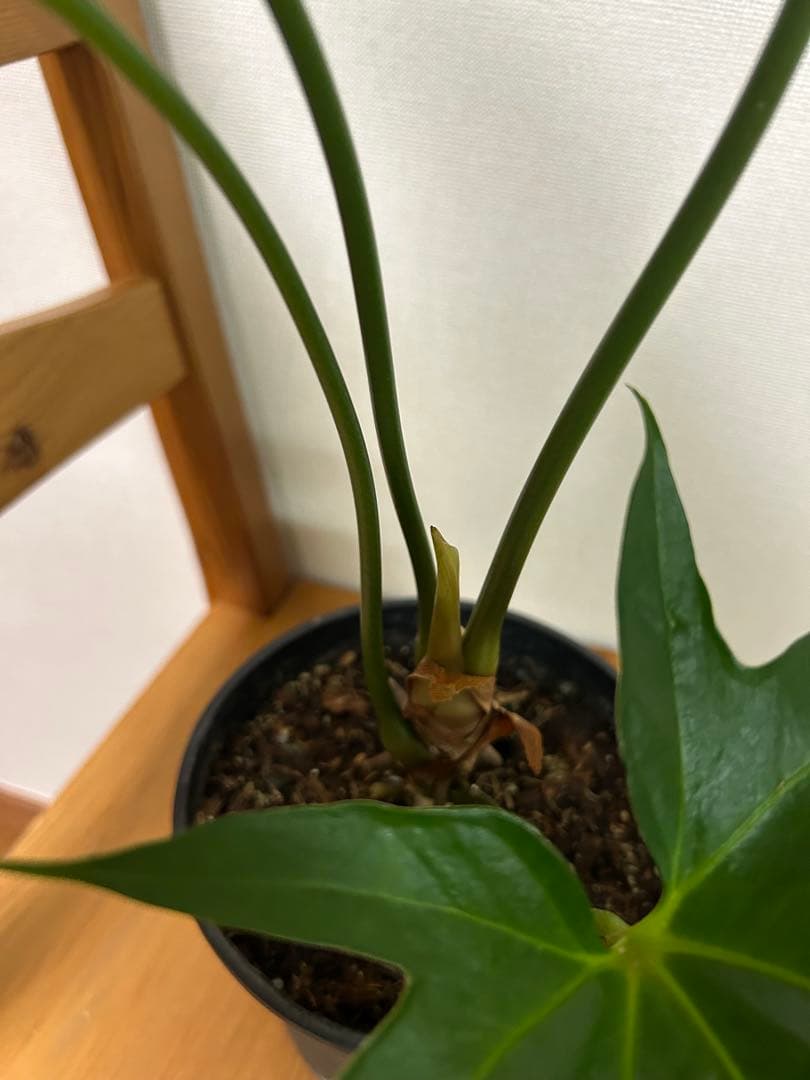 ＊miumiu様確認用＊アンスリウム　ペダトラディアツム　5号＊