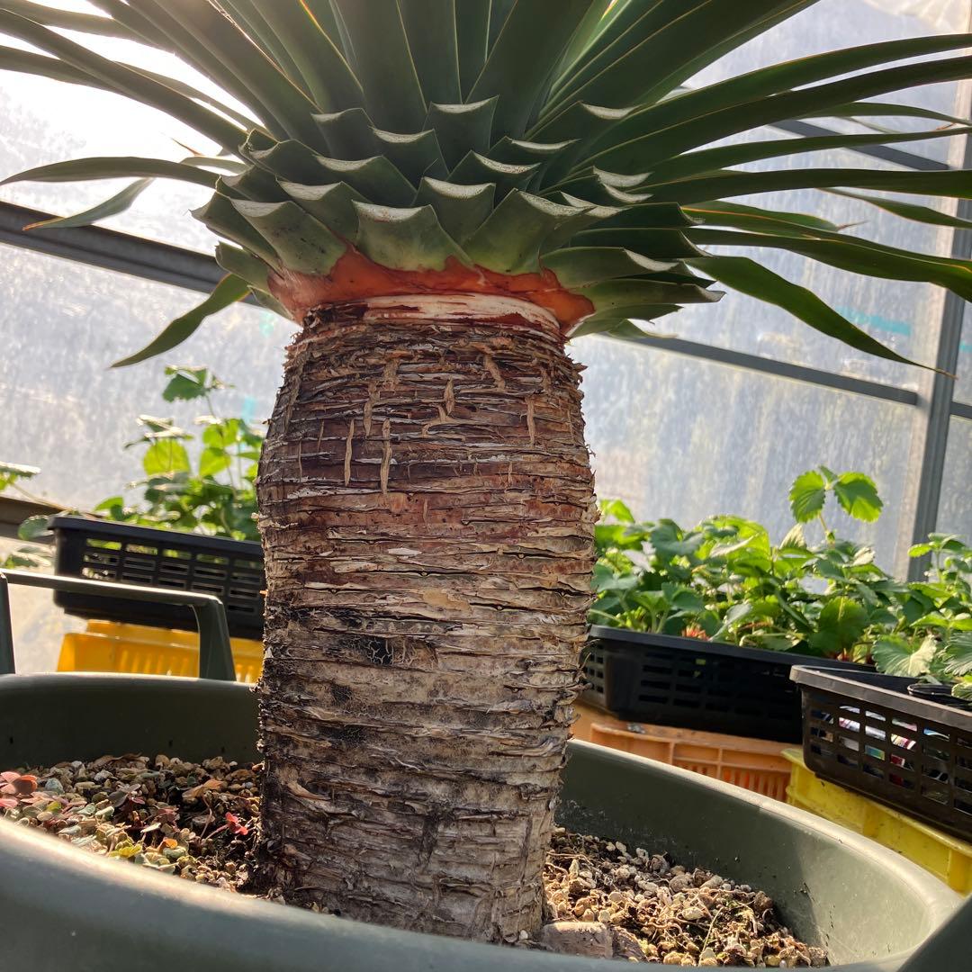 ドラセナ　ドラコ　竜血樹