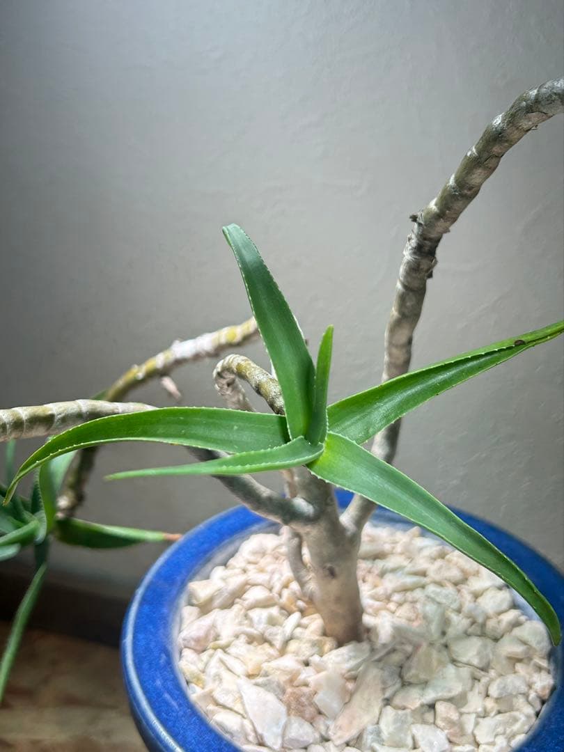 特大　アロエ　ストリアツラ　特殊樹形　陶器鉢のまま発送　ドライガーデン