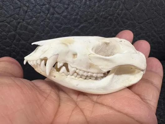 高品質 オポッサムの頭骨 ★ S サイズ