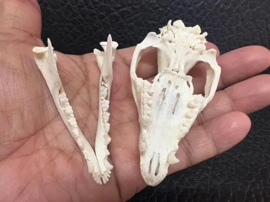 高品質 オポッサムの頭骨 ★ S サイズ