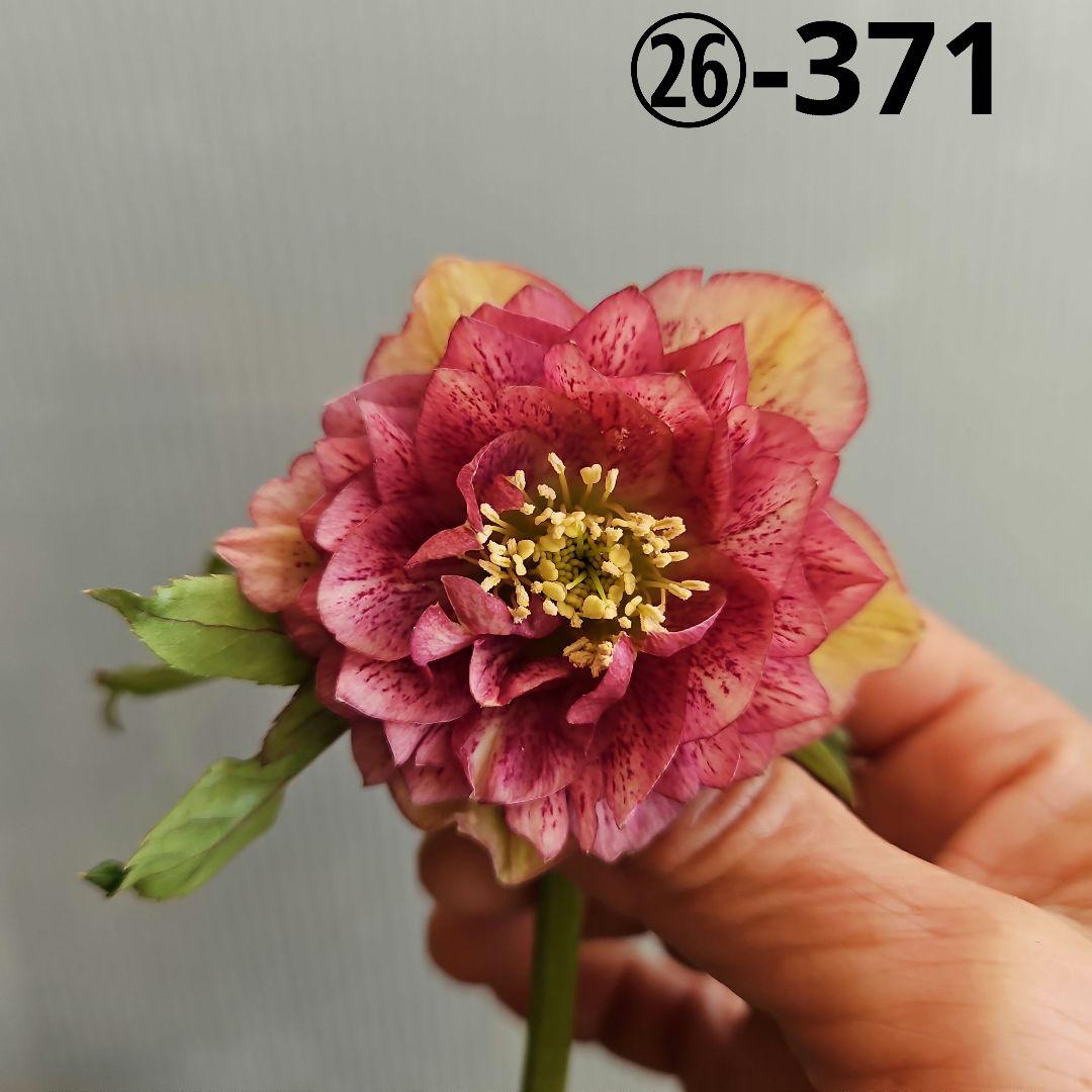 ★mirakohujin様ご購入苗㉖-371㉖-372㉖-335クリスマスローズ