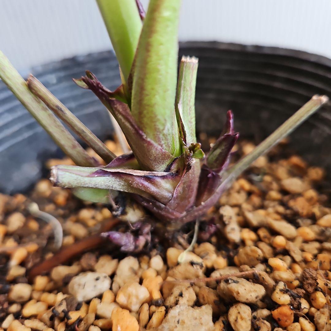 ★mirakohujin様ご購入苗㉖-371㉖-372㉖-335クリスマスローズ