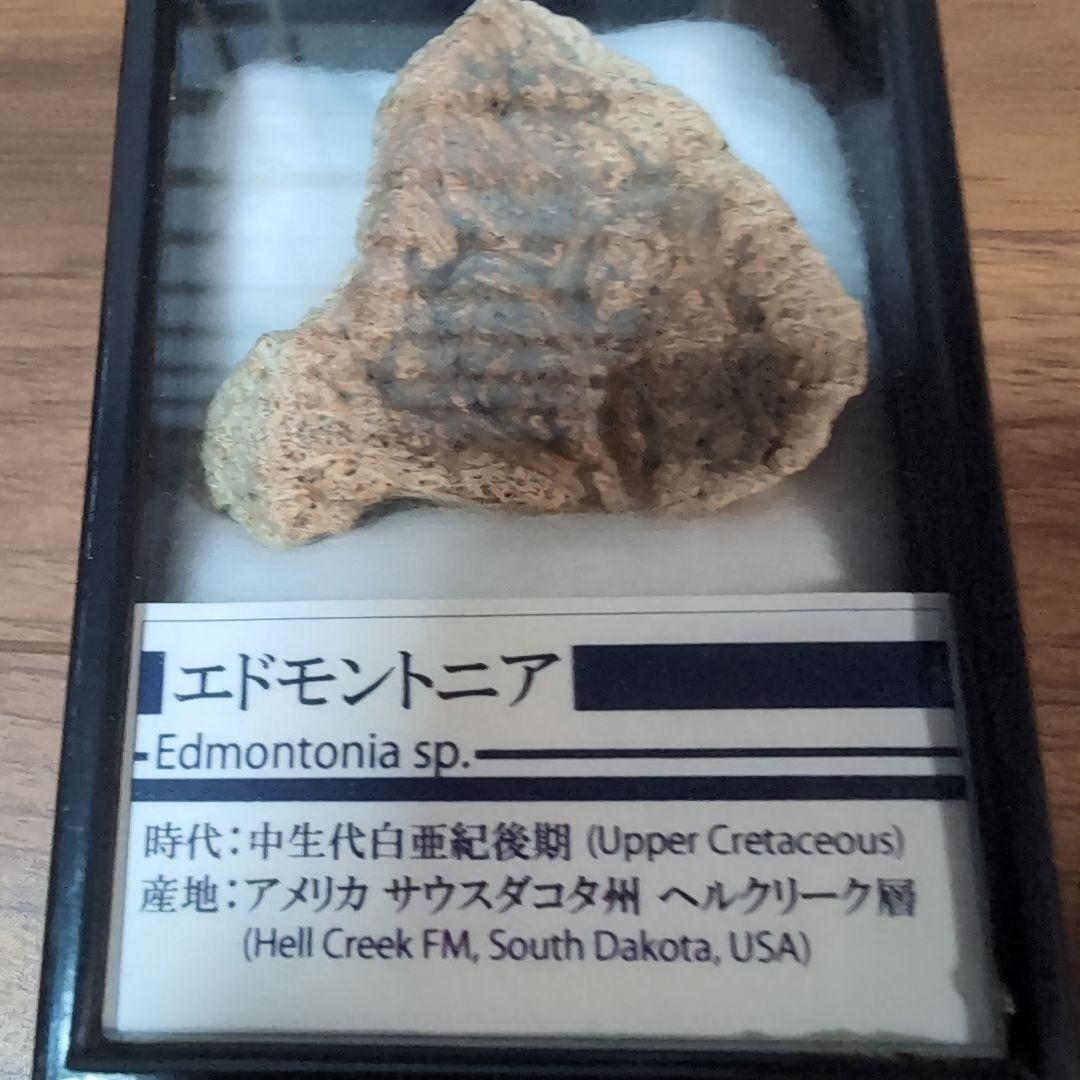 マルクル　本物　恐竜　鎧竜エドモントニアの鎧の化石 サウスダコタ