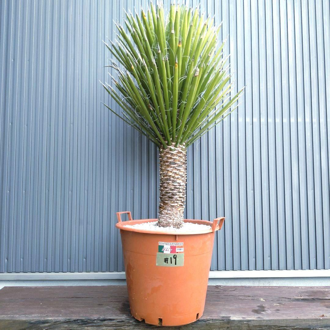 #19 ユッカフィリフェラ（Yucca Filifera） 発根済 美株