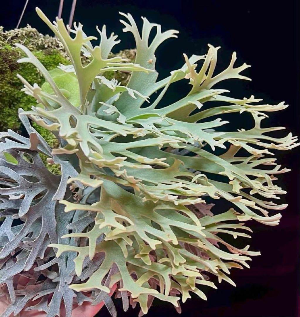 ビカクシダP.willinckii Antler Crown sporeling