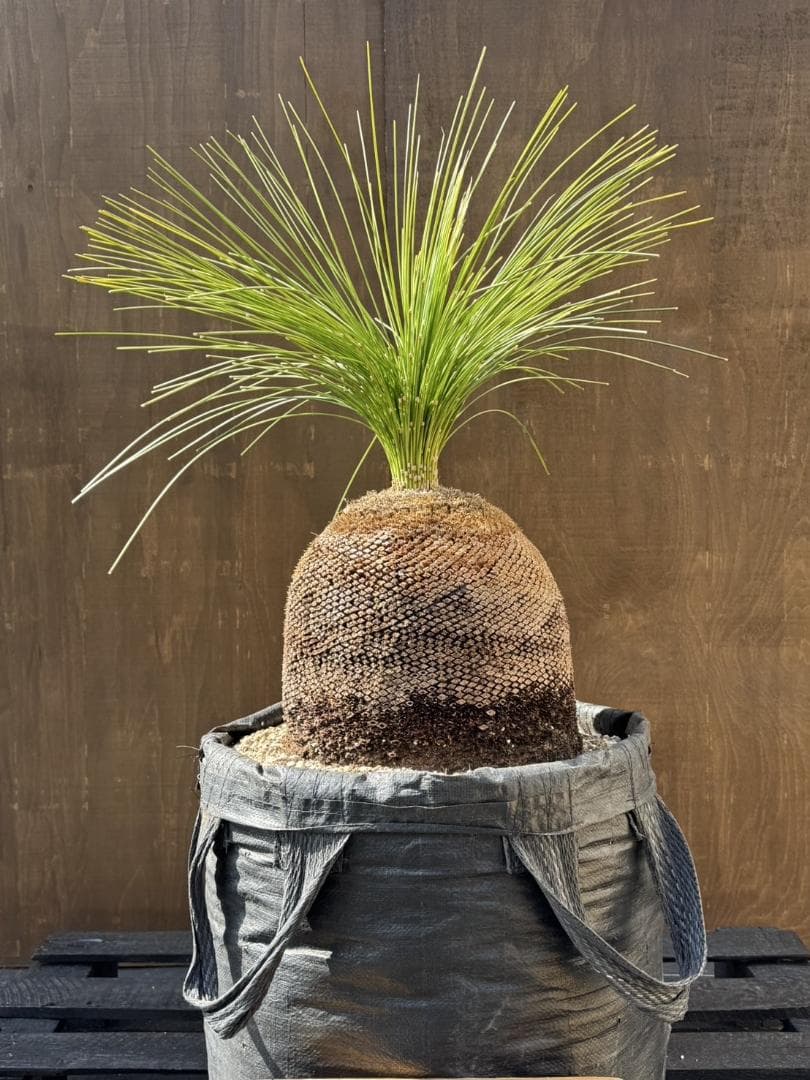 B246オーストラリア産　ブラックボーイ　プレイシー　福岡植物販売