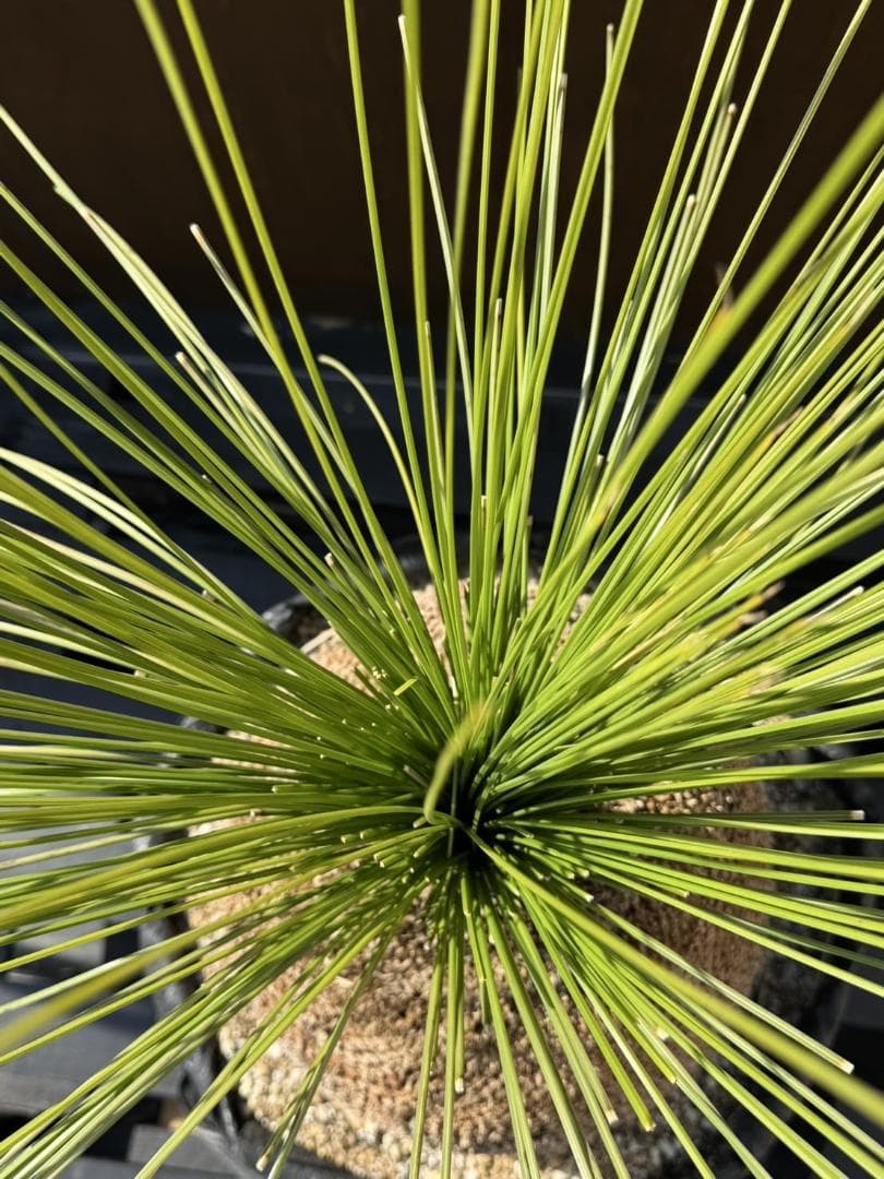 B246オーストラリア産　ブラックボーイ　プレイシー　福岡植物販売