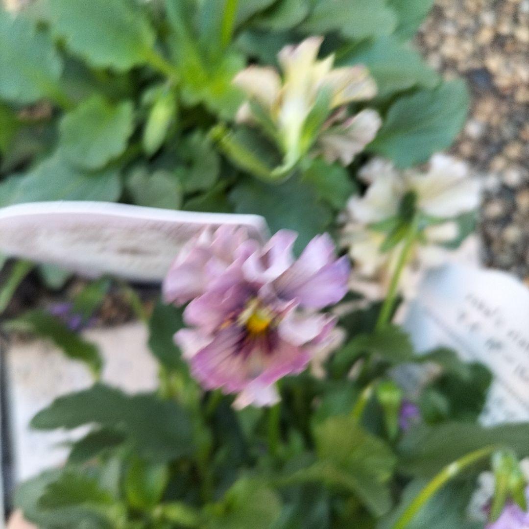 石川園芸　ビオラレディ　マイガール３苗セット