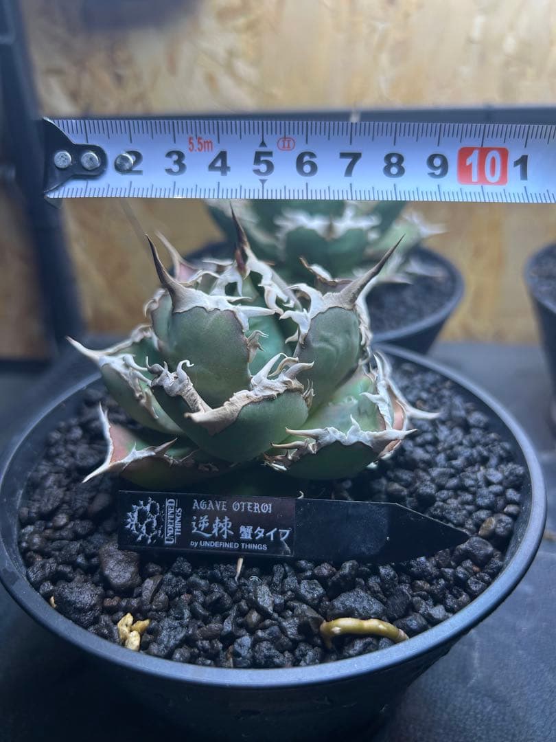アガベ　チタノタ　オテロイ　逆棘　蟹タイプ