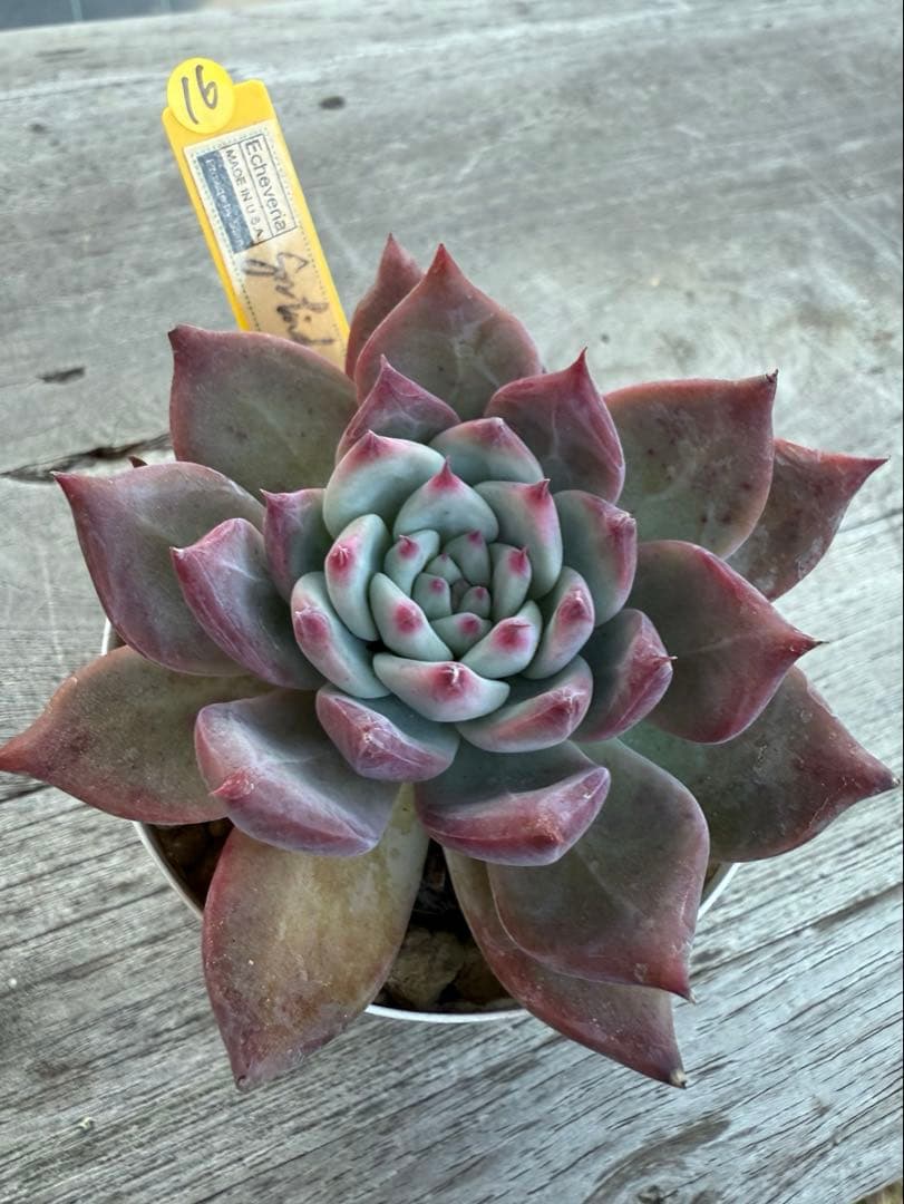 16 希少　SAMリンゼアナNo.6 カリフォルニア輸入　多肉植物
