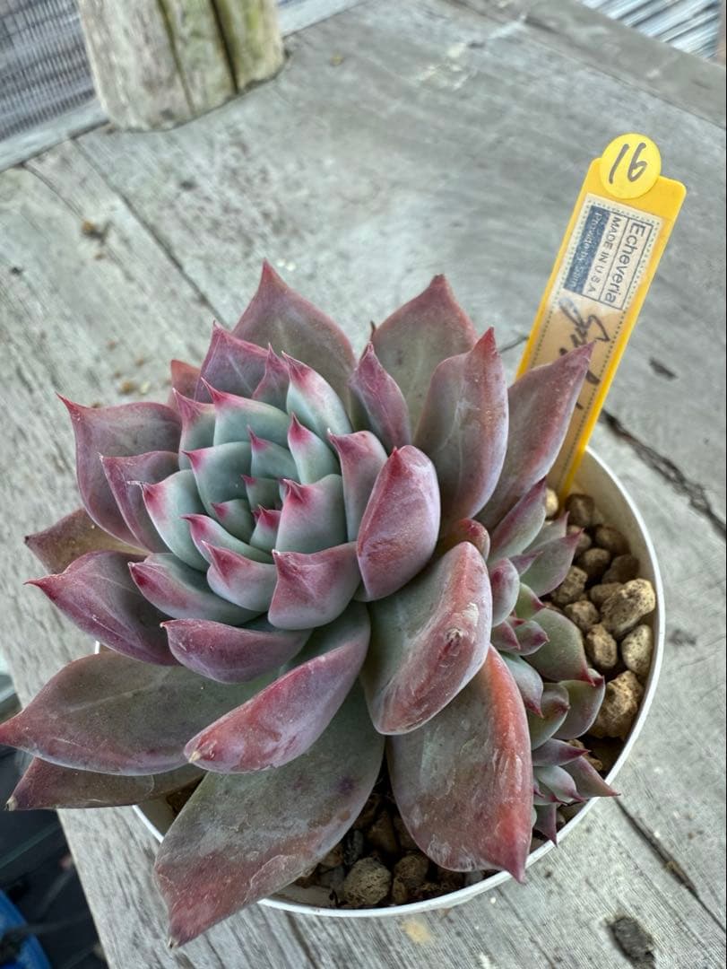 16 希少　SAMリンゼアナNo.6 カリフォルニア輸入　多肉植物