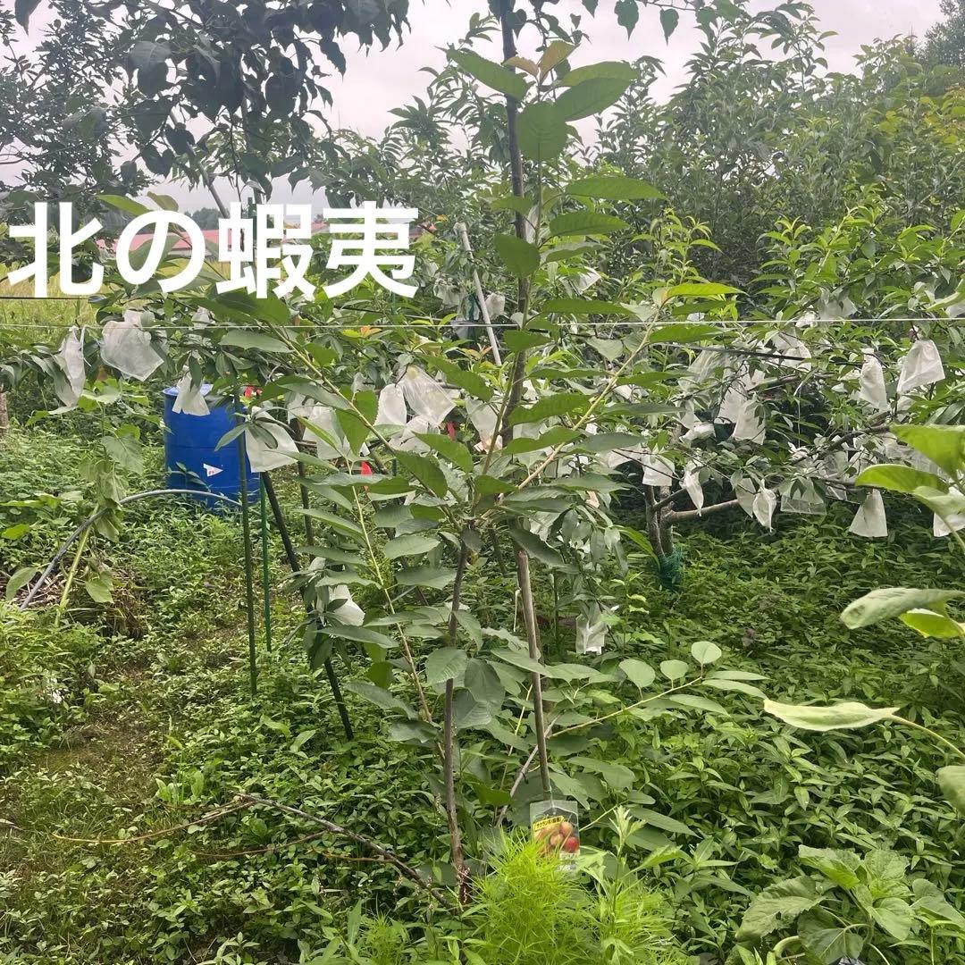 さくらんぼ苗木　4年生ナポレオン　受粉木に最適です。2メートル　小苗 セット