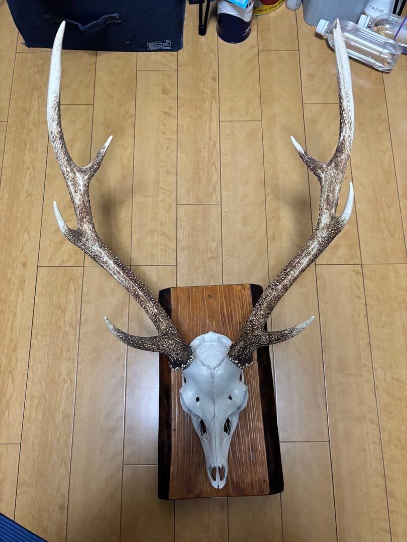 ニホンジカの頭部と角のインテリア装飾