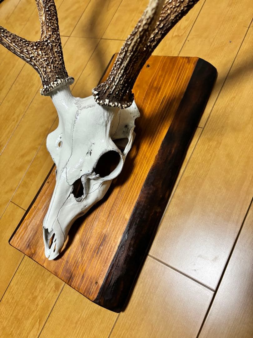 ニホンジカの頭部と角のインテリア装飾