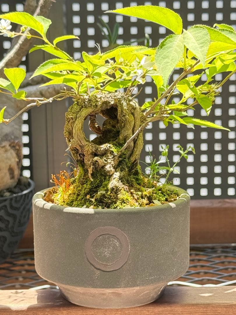 空木(ウツギ) 盆栽　QUTOTEN鉢
