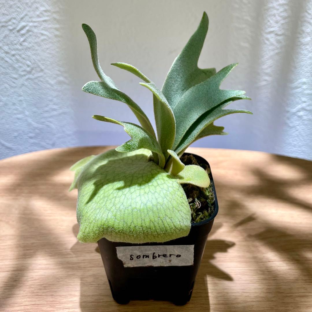 ビカクシダ P. willinckii cv. Sombrero