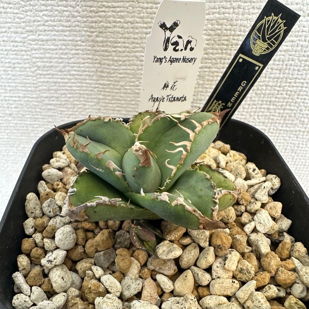 アガベ　チタノタ オテロイ　麻花　マーファ