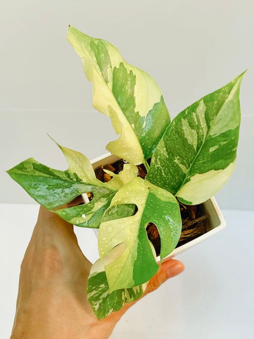 あこ様用【超美斑】ラフィドフォラ テトラスペルマ パラゴン 斑入り