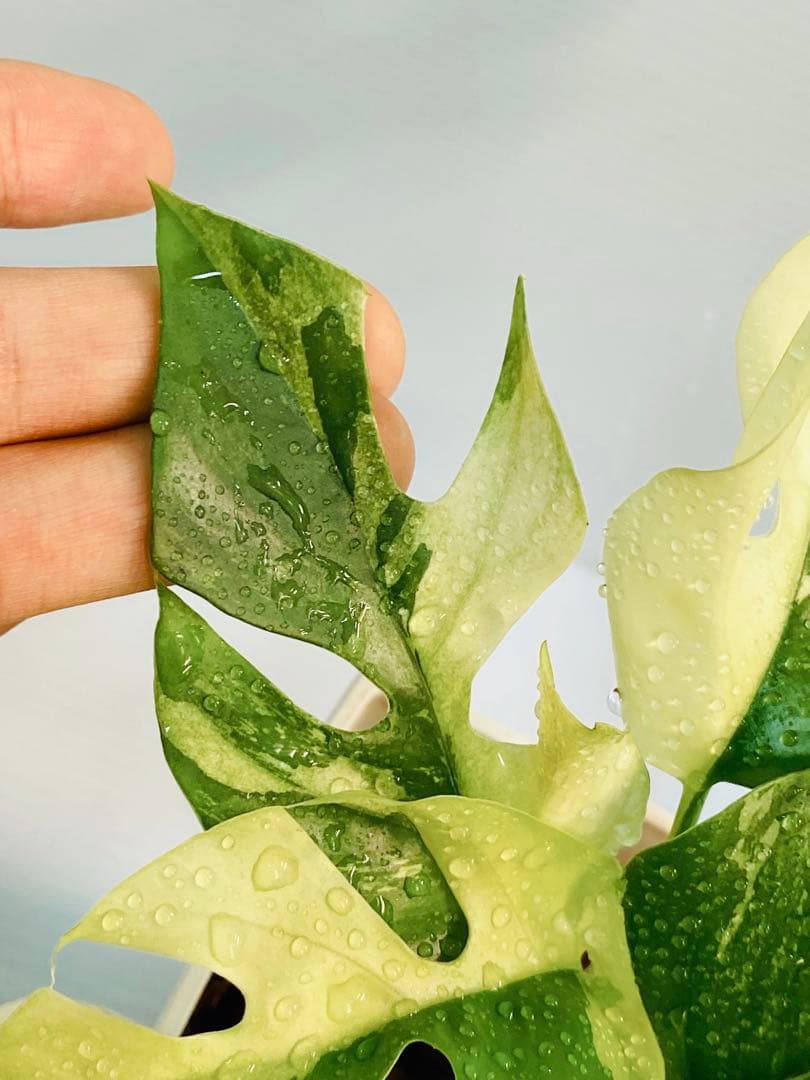 あこ様用【超美斑】ラフィドフォラ テトラスペルマ パラゴン 斑入り