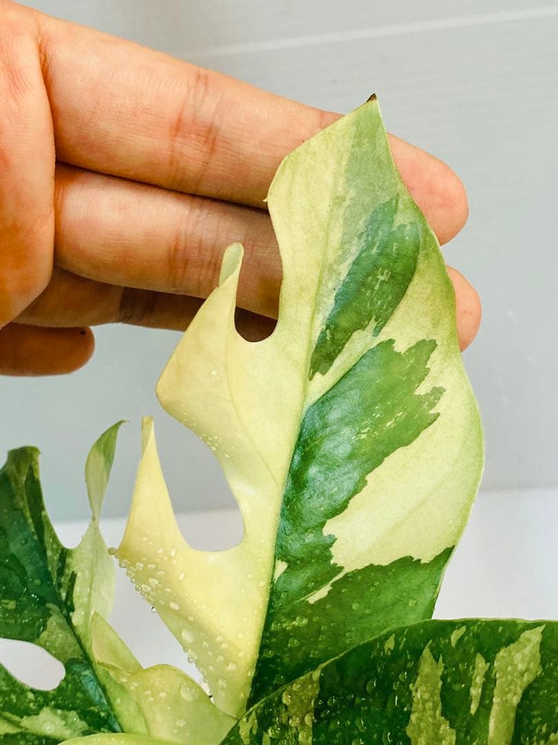 あこ様用【超美斑】ラフィドフォラ テトラスペルマ パラゴン 斑入り