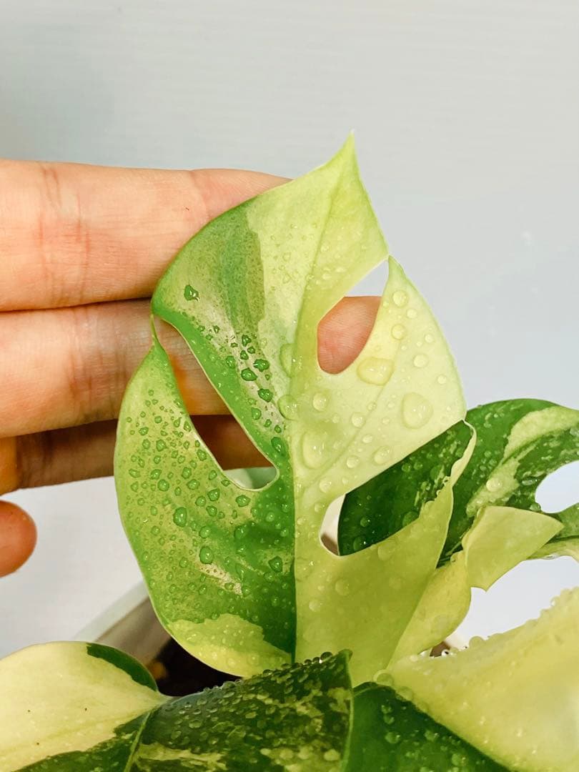 あこ様用【超美斑】ラフィドフォラ テトラスペルマ パラゴン 斑入り