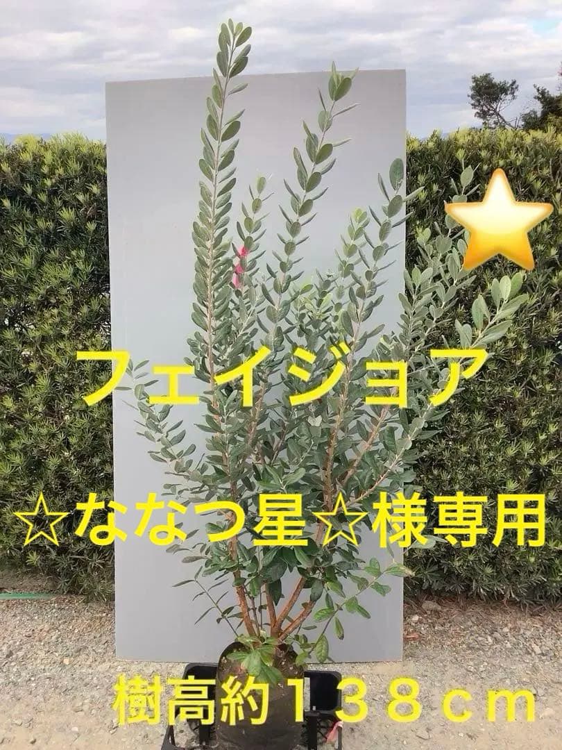 7-32果樹【フェイジョア】樹高約138cm【送料込み】