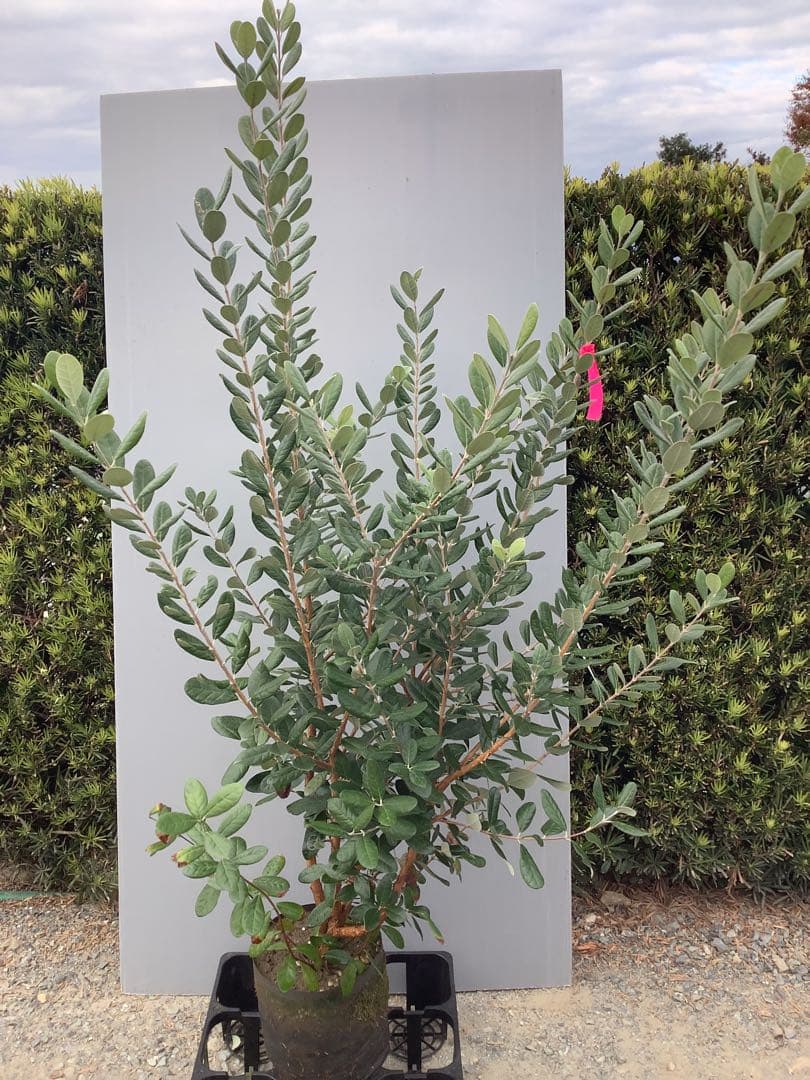 7-32果樹【フェイジョア】樹高約138cm【送料込み】