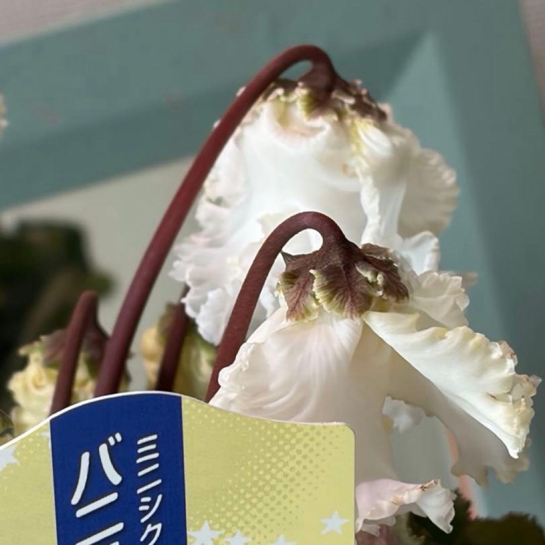 【レア】ミニシクラメン　バニラホワイト《12/20》ガーデンシクラメン