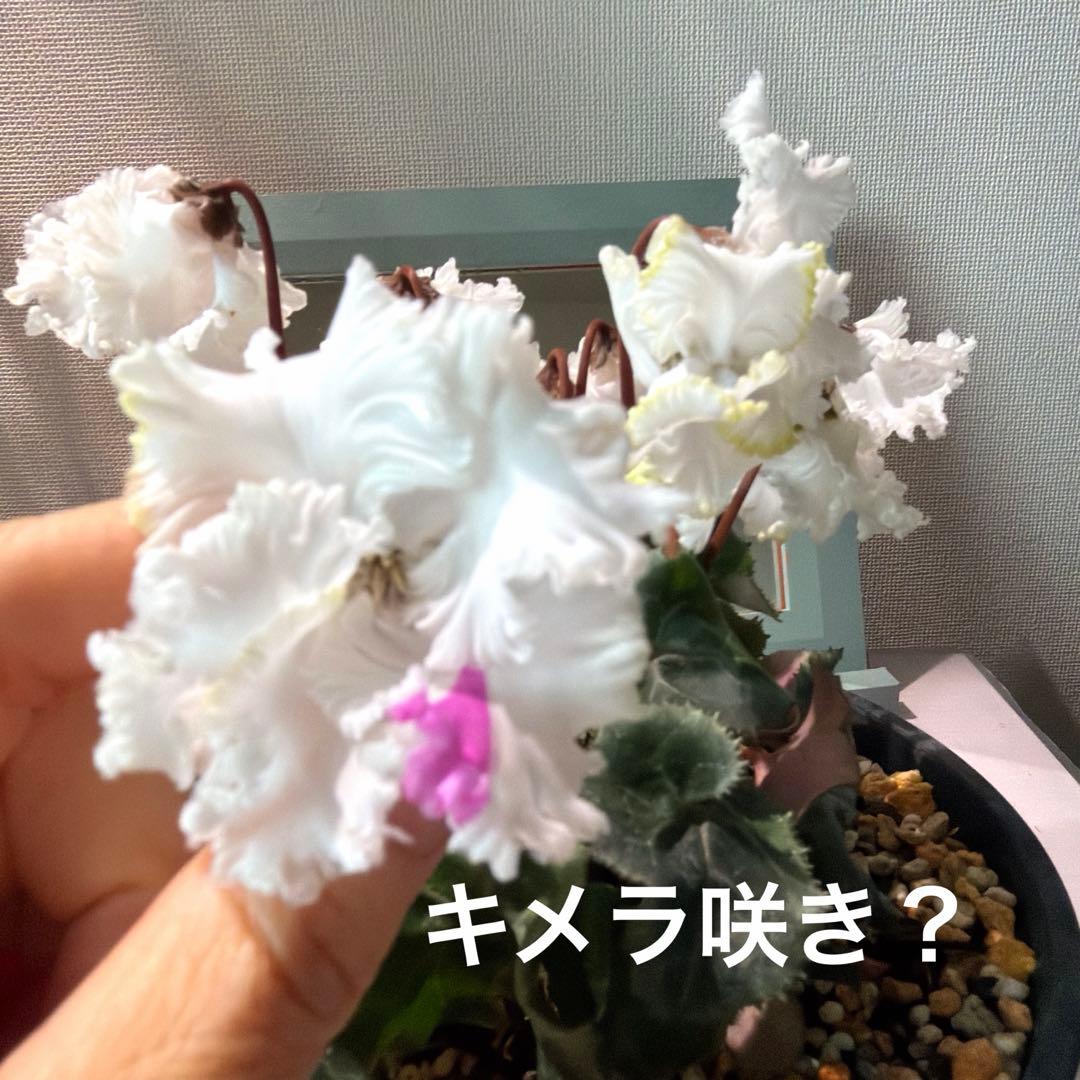 【レア】ミニシクラメン　バニラホワイト《12/20》ガーデンシクラメン