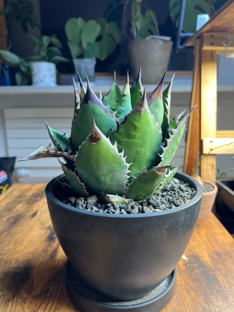 アガベ ブラックファイヤー 大株