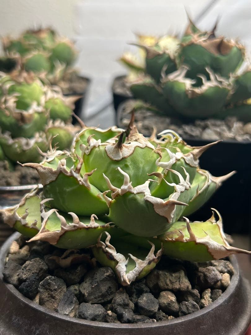 アガベ清櫻　コレクション株。子株、鉢付き