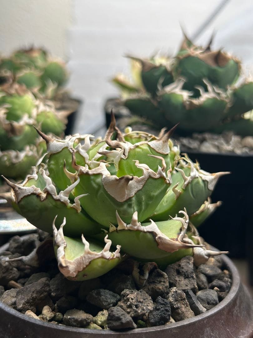 アガベ清櫻　コレクション株。子株、鉢付き