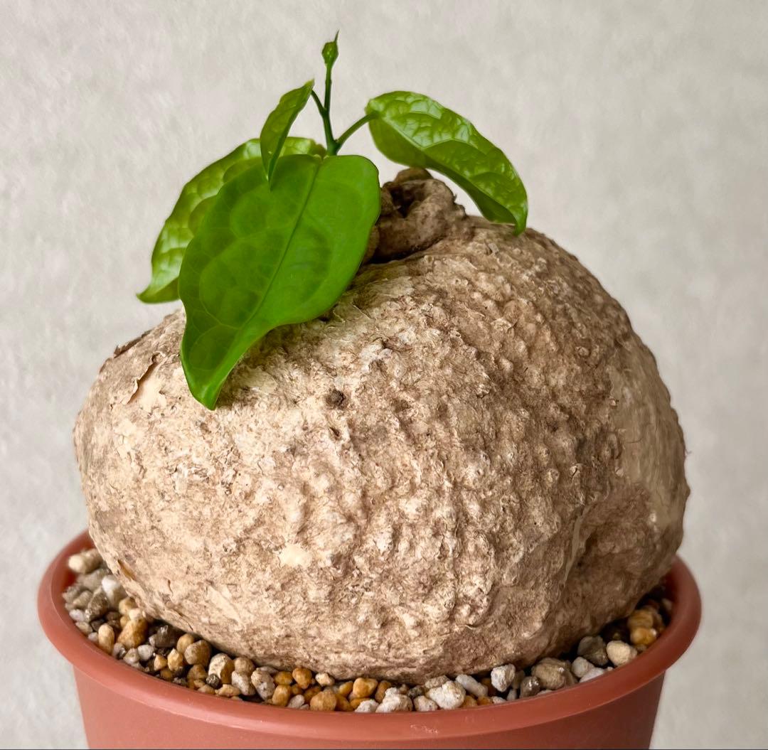 【激レア/大株/塊根植物】アデニア ペナンギアナ 鉢植え