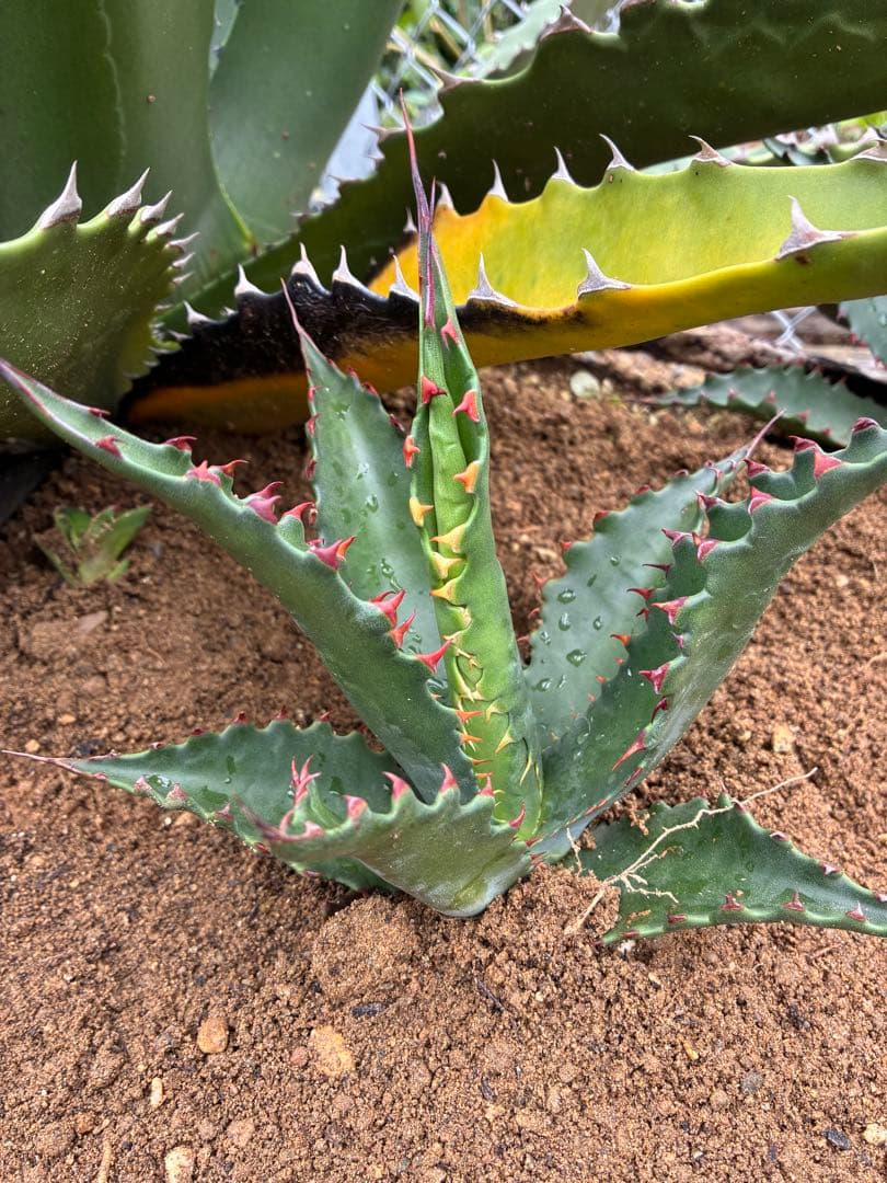 アガベ ジェントリージョーズ