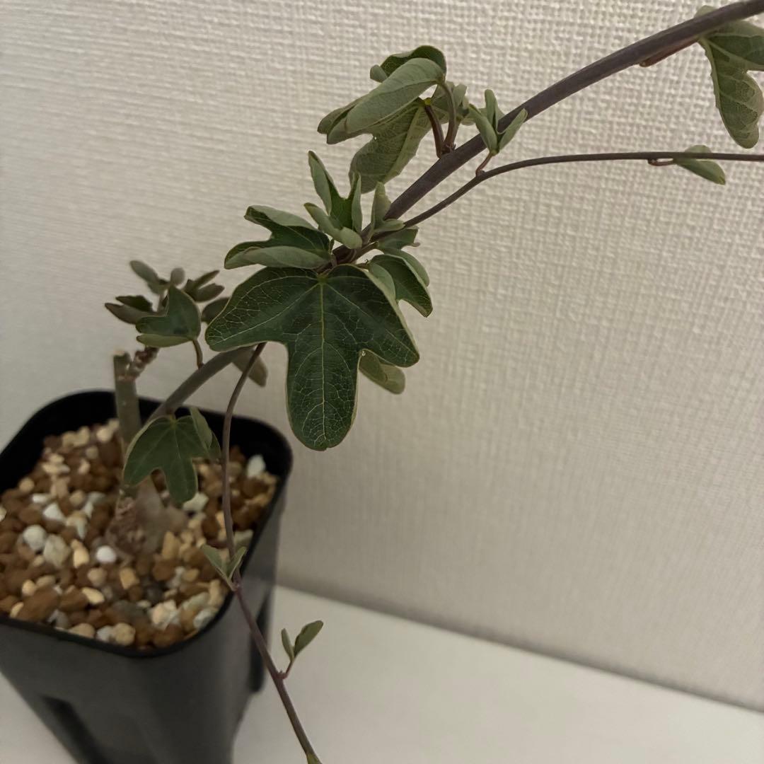 アデニア　アクレアータ　実生