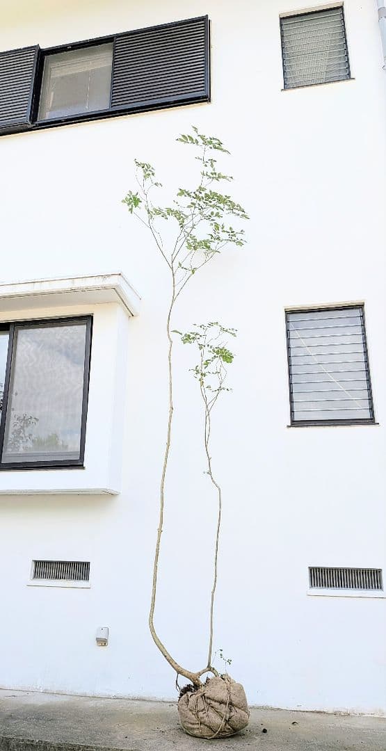 引き取り限定。4mの根上りアオダモ。