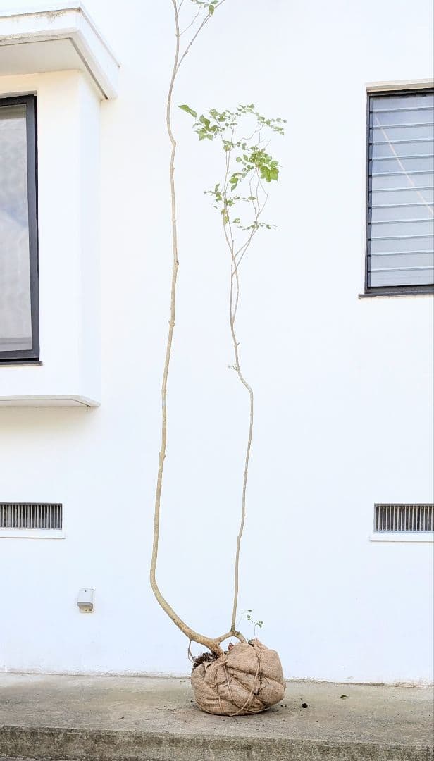 引き取り限定。4mの根上りアオダモ。