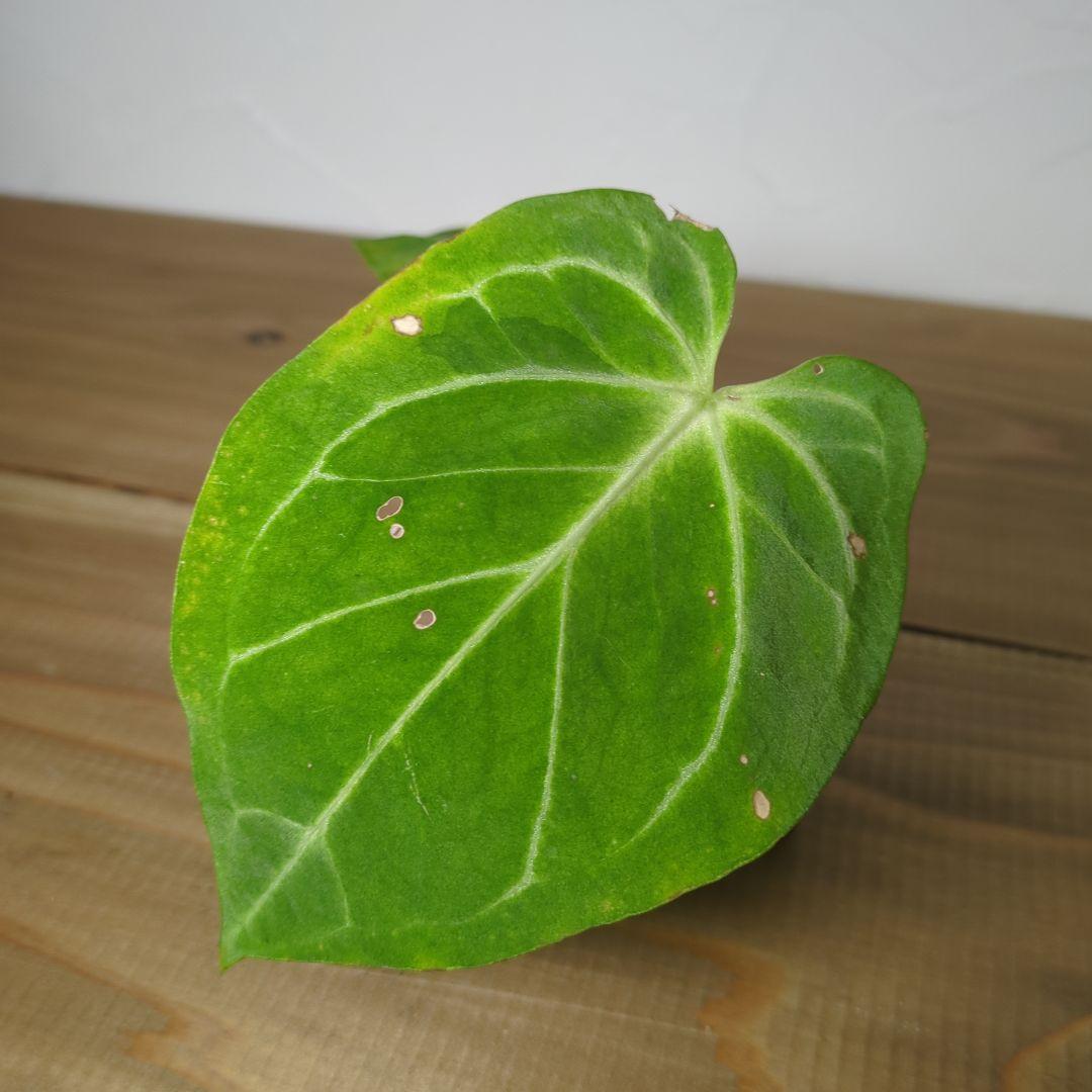 Anthurium Aos×crystalinum Mint