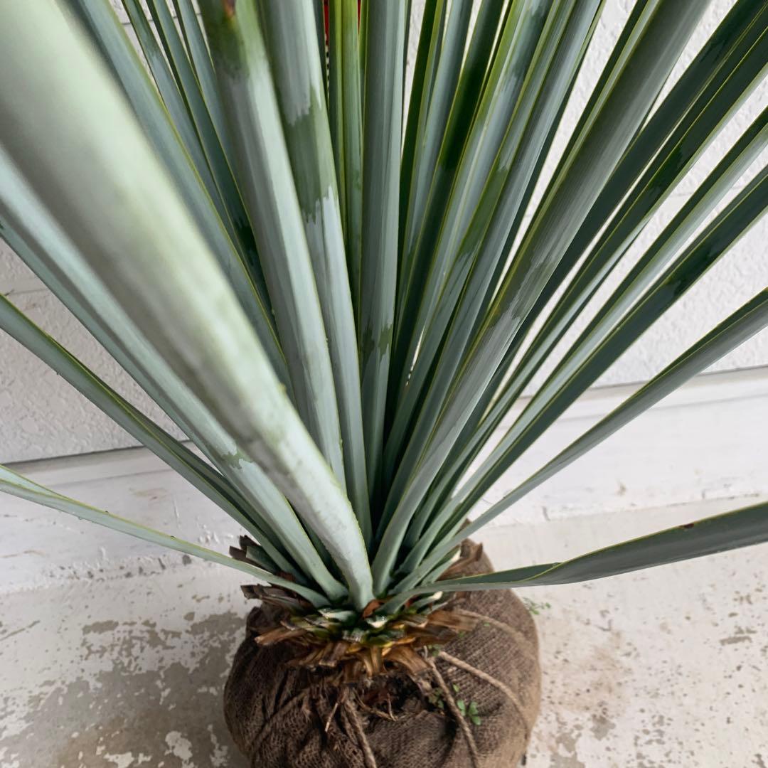 ユッカ　リギダ　【耐寒性/ロストラータ/ドライガーデン/ロックガーデン 】17