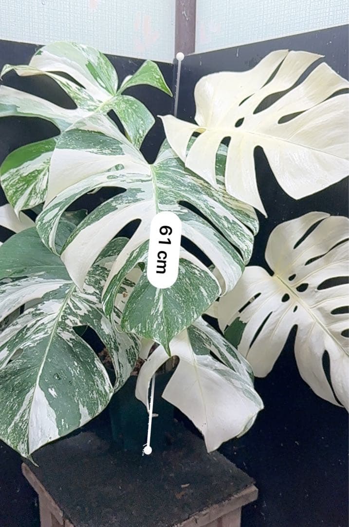 ロ*ン様 斑入りモンステラ ホワイトタイガー極美大株61cm白斑多
