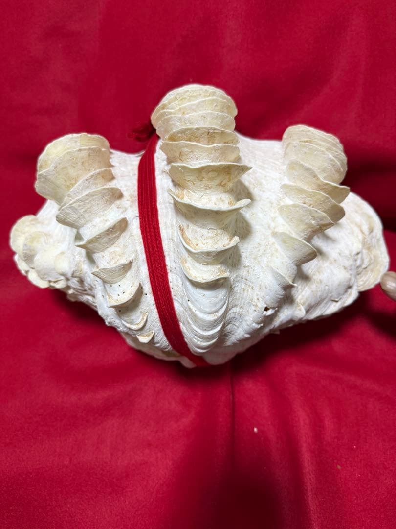 貝殻(沖縄の青い海の宝) ヒレシャコガイ