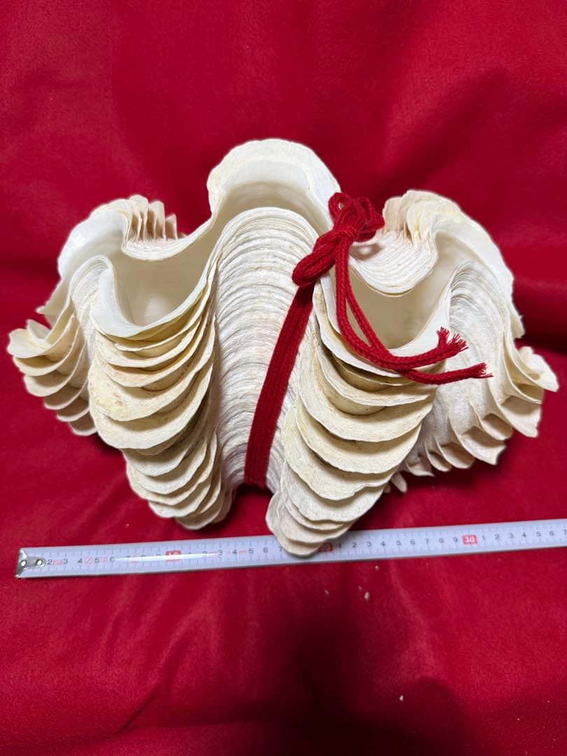 貝殻(沖縄の青い海の宝) ヒレシャコガイ